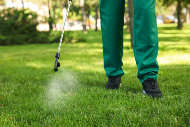 Wasp Removal Services in St Peter, MN